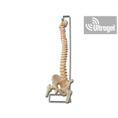   Anatómiai modell - Flexibilis GERINC combcsontokkal IV. - 40132