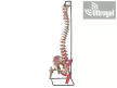 Flexibilis gerinc modell combcsontokkal + izomzat- 40131