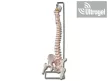 Flexibilis gerinc modell combcsontokkal + nyitott keresztcsont- 40132