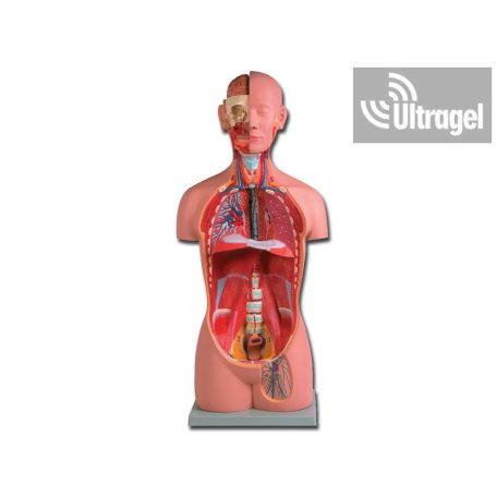 Anatómiai modell TORZÓ belső szervekkel - 16 részes