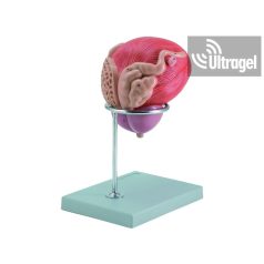 Male urinary bladder with Prostete