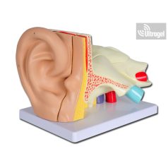 Anatómiai FÜL modell HALLÓJÁRATTAL 5 részes, 3X