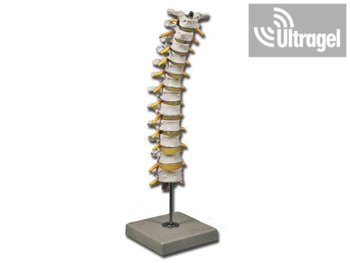 Anatómiai modell HÁTI GERINCOSZLOP