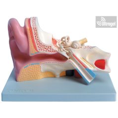 Anatómiai FÜL modell 3 részes, 3X