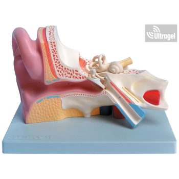 Anatómiai FÜL modell 3 részes, 3X