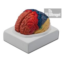 Anatómiai modell KÖZPONTI AGY - 1X