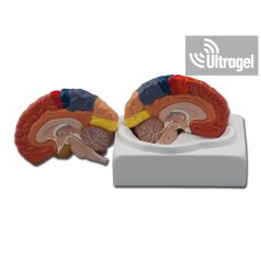 Anatómiai modell KÖZPONTI AGY - 1X