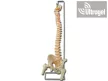 Flexibilis gerinc modell combcsontokkal - 40130