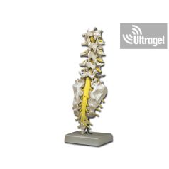 Anatómiai modell ÁGYÉKI GERINCOSZLOP