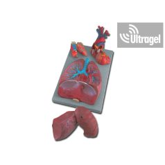 Anatómiai modell LÉGZŐSZERVEK - 7 részes