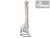 Flexibilis gerinc modell combcsontokkal - 40127