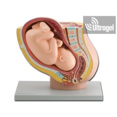 Anatómiai modell TERHES MEDENCE MAGZATTAL - 1X