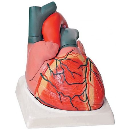 Anatómiai modell szív - 4 részes - 3X