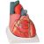 Anatómiai modell szív - 4 részes - 3X
