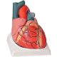 Anatómiai modell szív - 4 részes - 3x