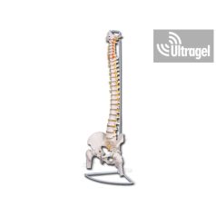   Anatómiai modell - Flexibilis GERINC combcsontokkal II. - 40130