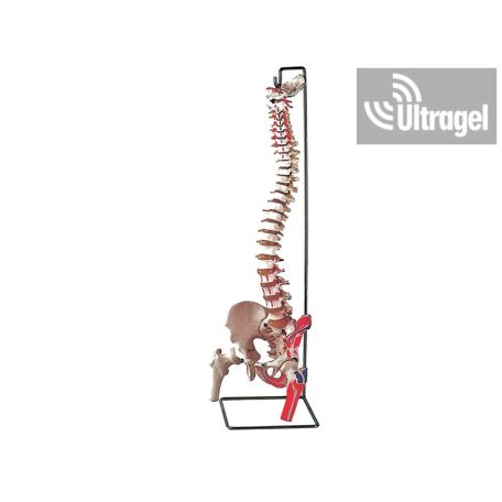 Anatómiai modell - Flexibilis GERINC combcsontokkal II. - 40130