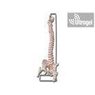 Anatómiai modell - Flexibilis GERINC combcsontokkal II. - 40130