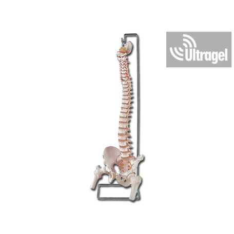 Anatómiai modell - Flexibilis GERINC combcsontokkal II. - 40130