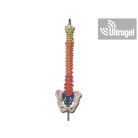 Anatómiai modell - Flexibilis GERINC combcsontokkal II. - 40130