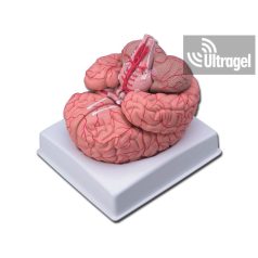 Anatómiai modell - AGY ARTÉRIÁKKAL - 1X