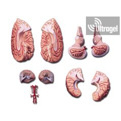 Anatómiai modell - AGY ARTÉRIÁKKAL - 1X