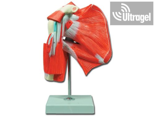 Anatómiai modell VÁLL IZOMZAT - 1X