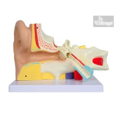Anatómiai FÜL modell HALLÓJÁRATTAL 3 részes, 3X