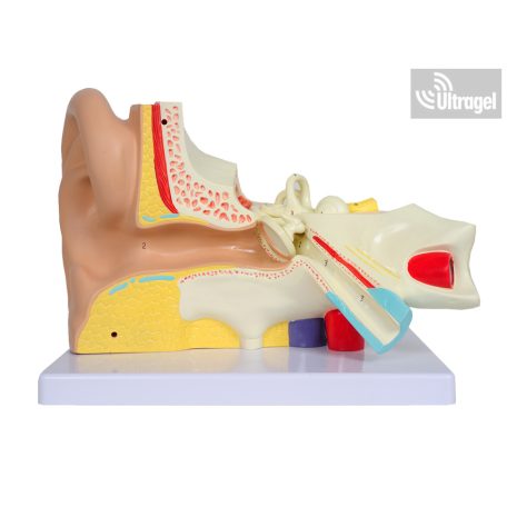 Anatómiai FÜL modell HALLÓJÁRATTAL 3 részes, 3X