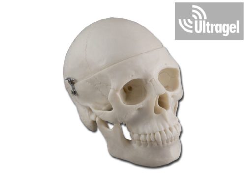 Anatómiai modell KOPONYA - 0,5X