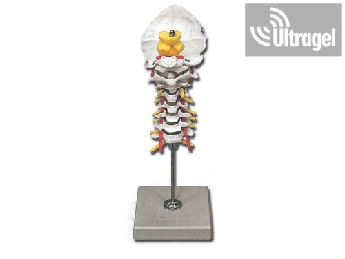 Anatómiai modell, nyaki gerincoszlop állványon - UG537602