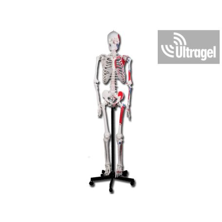 Anatómiai modell Emberi izomzat és csontváz modell - 180cm