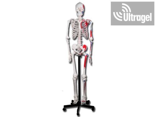 Emberi izom és csontváz modell