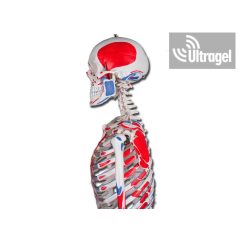   Anatómiai modell Emberi IZOMZAT és csontváz modell - 180cm