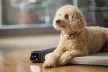 Bemer Dog Comfort (párna + kontroll egység + távirányító) - 416030