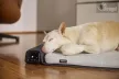 Bemer Dog Comfort (párna + kontroll egység + távirányító) - 416030