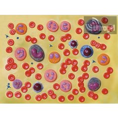 Anatómiai modell VÉREDÉNYEK - 2000X