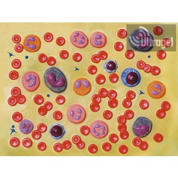 Anatómiai modell VÉREDÉNYEK - 2000X