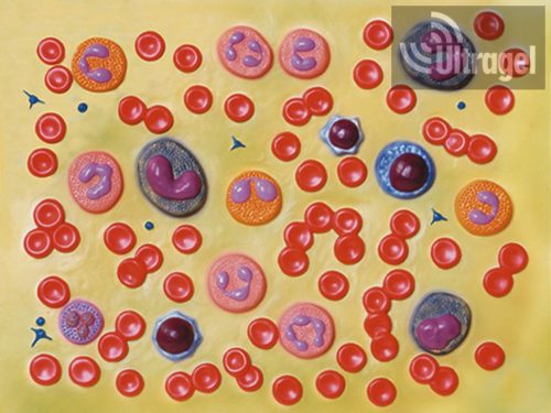 Anatómiai modell VÉREDÉNYEK - 2000X