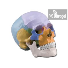 Anatómiai modell KOPONYA 3 részes, színekre bontva