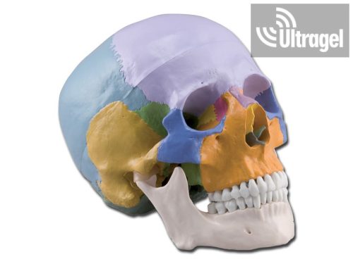 Anatómiai modell EMBERI KOPONYA 3 részes, színekre bontva