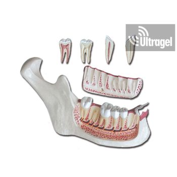   Anatómiai modell ÁLLKAPOCS alsó rész - 6 részben - 3X nagyításban