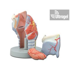 Larynx