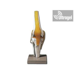 Anatómiai modell TÉRD IZÜLET