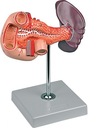 Anatómiai modell hasnyálmirigy, patkóbél, lép - 1X