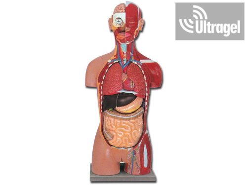 Anatómiai modell IZOMZAT ÉS BELSŐ SZERVEK NYITOTT HÁT RÉSSZEL - 28 részes (FÉRFI / NŐ)