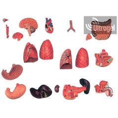   Anatómiai modell IZOMZAT ÉS BELSŐ SZERVEK NYITOTT HÁT RÉSSZEL - 28 részes (FÉRFI / NŐ)