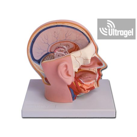 Anatómiai modell FEJ - 4 részes