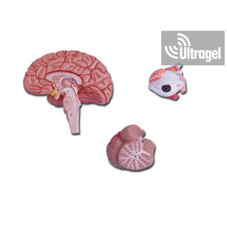 Anatómiai modell FEJ - 4 részes