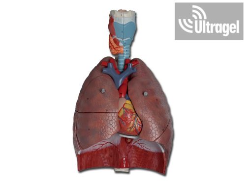 Anatómiai modell - tüdő gégével, 6 részes